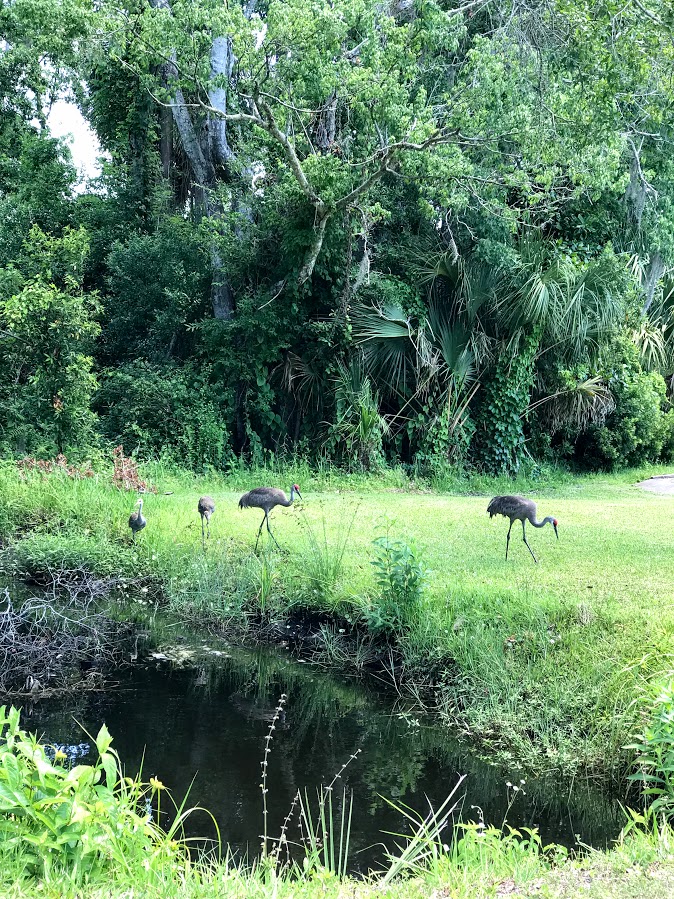 Sand Crane Family